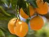 Alphonso